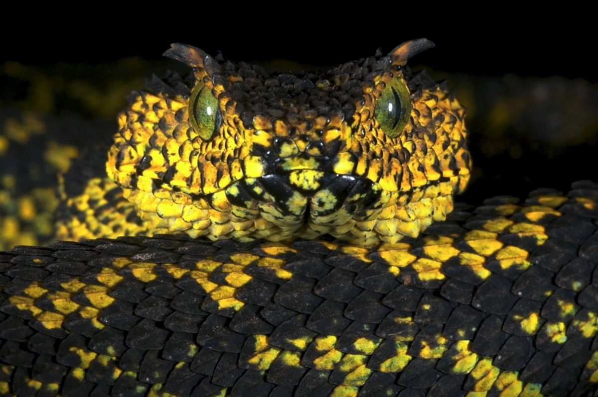 Viper Lol: Park Do-hyeons League Career and Achievements